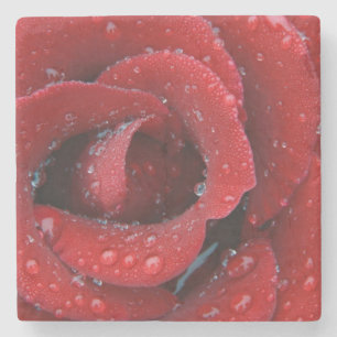Dew covered red rose decorating grave site in stone coaster