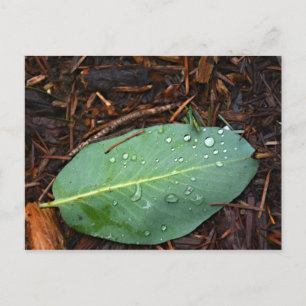 Dew Dappled Leaf Postcard