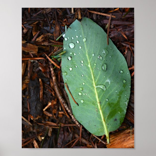 Dew Dappled Leaf Poster (Front)