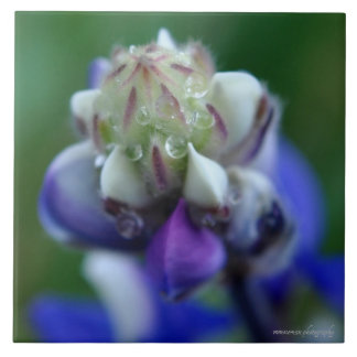 Dew Dappled Lupine Ceramic Tile