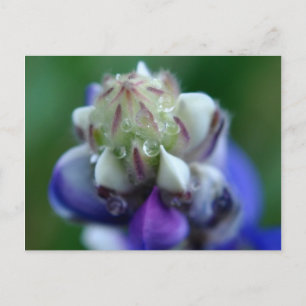 Dew Dappled Lupine Postcard