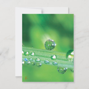 Dew Drop Meditates on Green Grass Peaceful Nature Postcard