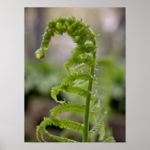 Dew Drop on Green Fern Frond Poster