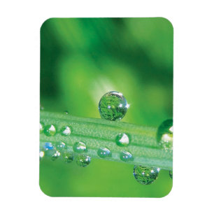Dew Drop on Green Grass Meditation Magnet
