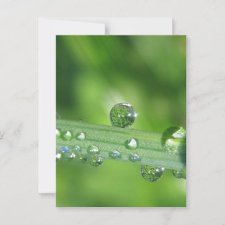 Dew Drop on Green Grass Peaceful Nature Postcard