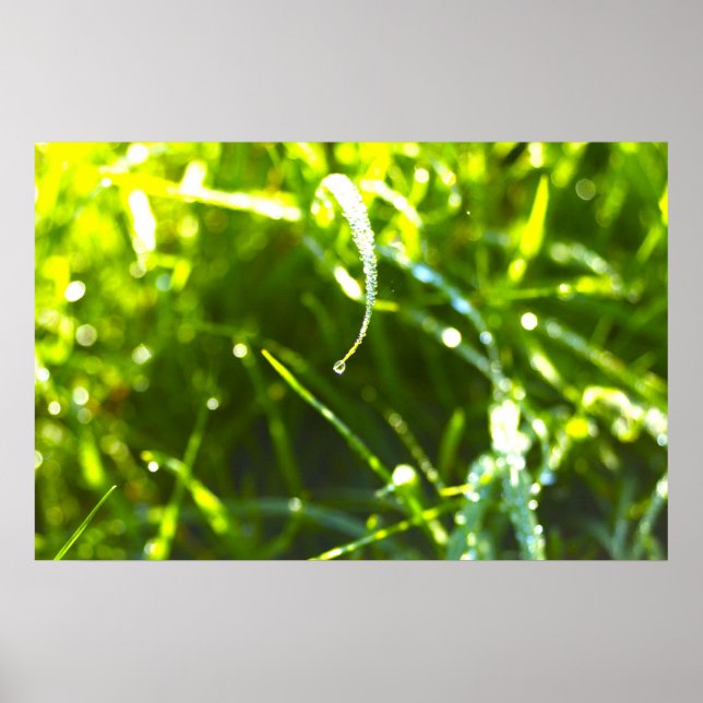 Dew Drop Poster (Front)