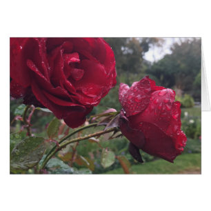 Dew Drop Roses