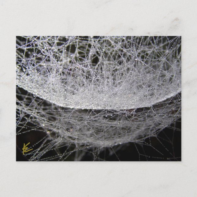 Dew Drop Water Hammock Spider Web Postcard (Front)