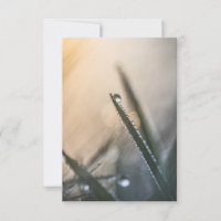 Dew Droplet on Grass floral nature Photo