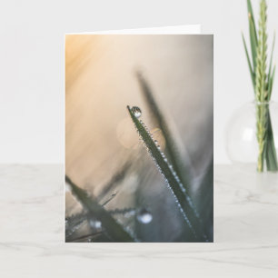 Dew Droplets Grass Nature Photo Card