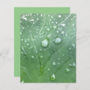 Dew Drops Green Elephant Ear Leaf Scrapbook Paper