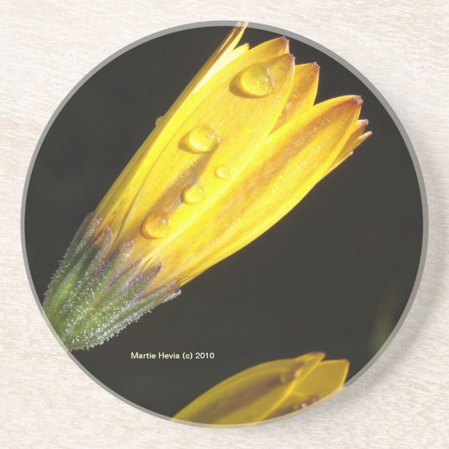 Dew Drops on a Yellow Daisy - Coaster (Front)