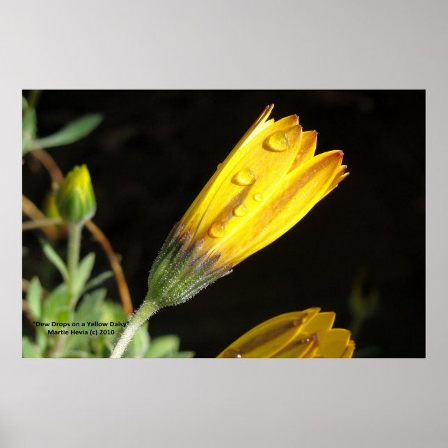 Dew Drops on a Yellow Daisy - Photo Print (Front)