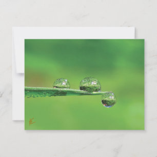 Dew Drops on Green Grass Peaceful Nature Postcard