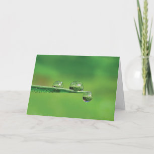 Dew Drops on Green Grass Poetry of Nature Card