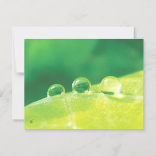 Dew Drops on Green Leaf Story in Nature Postcard