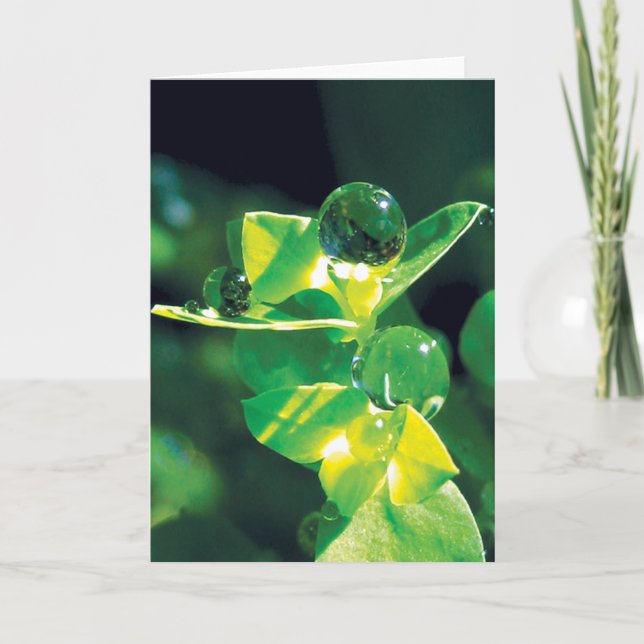 Dew Drops on Green Petals Peaceful Nature  Card (Front)