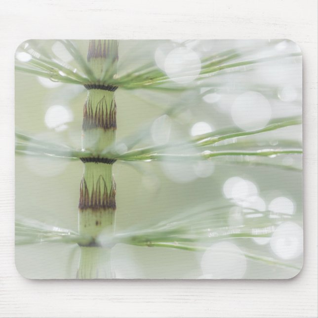 Dew Drops on Horsetail Plant | Seabeck, WA Mouse Pad (Front)