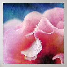 Dew drops on Pink Rose Macro Abstract