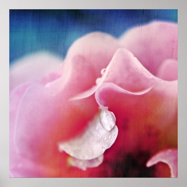 Dew drops on Pink Rose Macro Abstract Poster (Front)