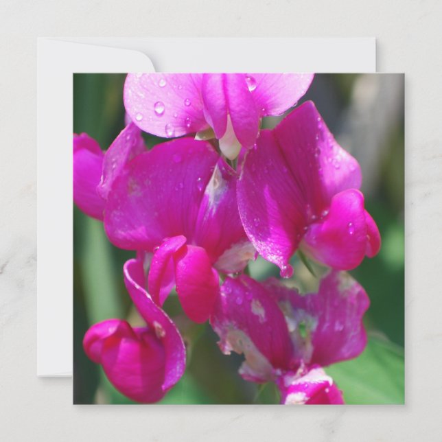 Dew Drops on Sweet Pea (Front)