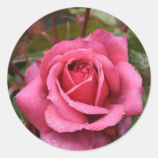 Dew Kissed Pink Rose Classic Round Sticker