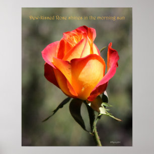 Dew-kissed Rose Poster 16x20 ROSE & PROSE