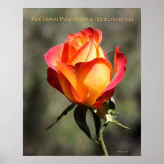 Dew-kissed Rose Poster 16x20 ROSE & PROSE
