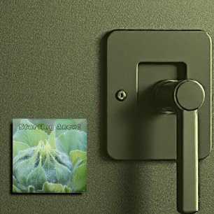 Dew Moistened Sunflower Bud Close-Up Photograph Magnet