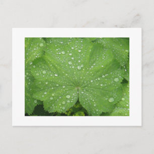 Dew on a Green Leaf Postcard
