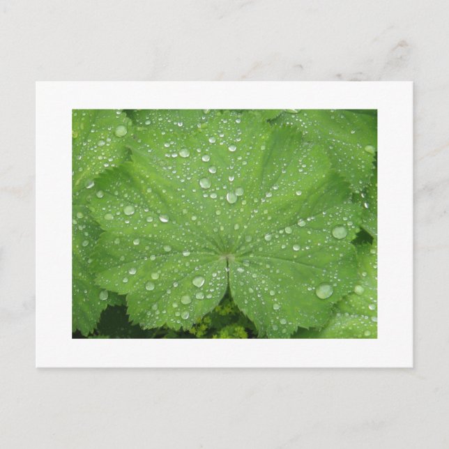 Dew on a Green Leaf Postcard (Front)