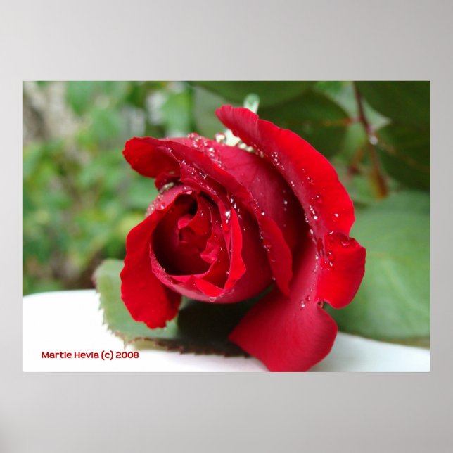 Dew on a Red Rose Poster (Front)