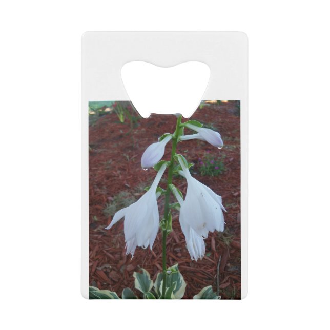 Dew on a Sun Hosta Bloom (Front)