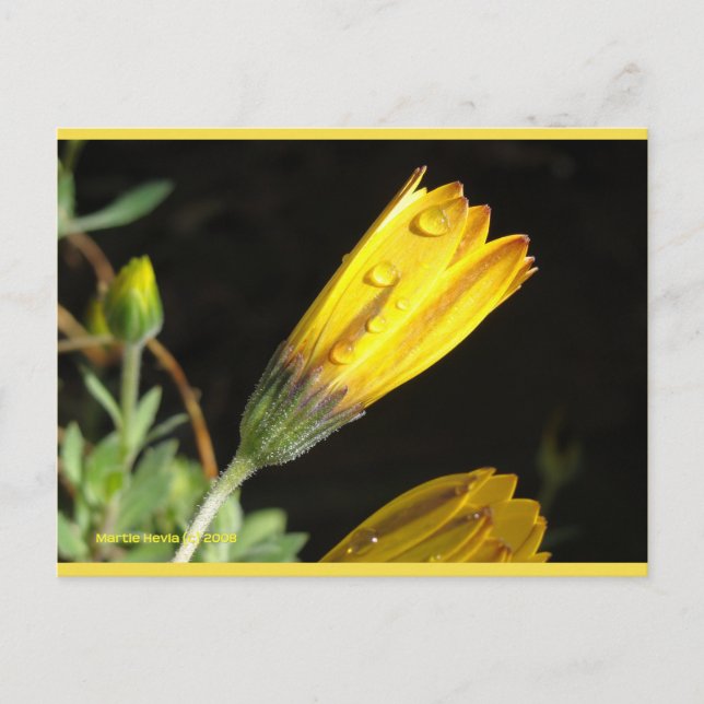 Dew on a Yellow Daisy | Blue Beach Song™ Postcard (Front)