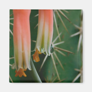 Dew on Aloe Bloom Magnet