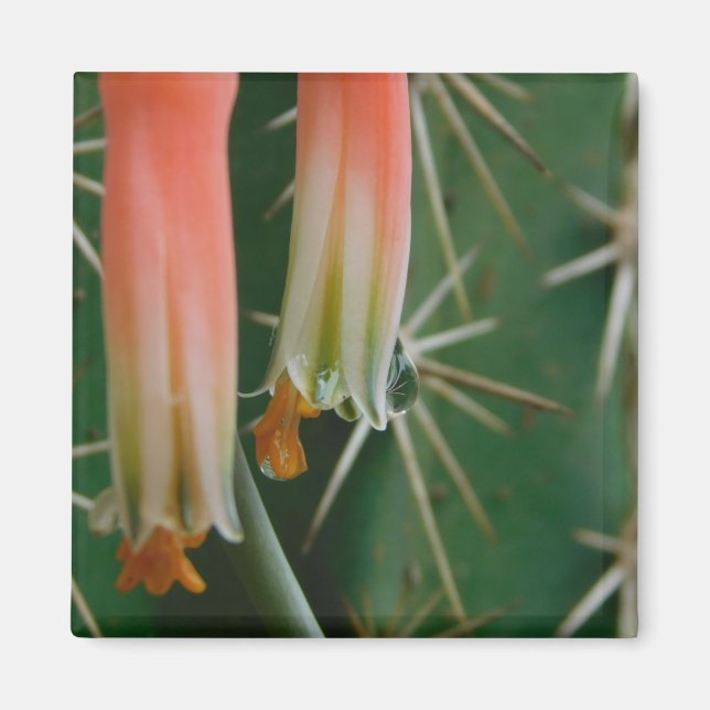 Dew on Aloe Bloom  Magnet (Front)