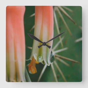 Dew on Aloe Bloom Square Wall Clock