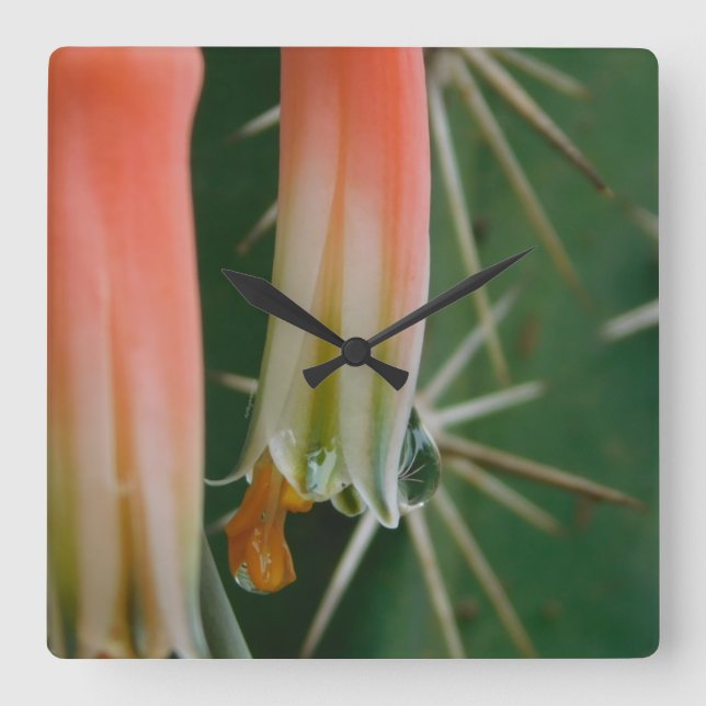 Dew on Aloe Bloom Square Wall Clock (Front)