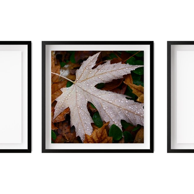 Dew on Fallen Autumn Leaves Photography Poster (Creator Uploaded)