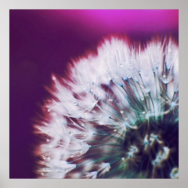 Dew on Purple Pink Dandalion Macro Abstract Poster (Front)