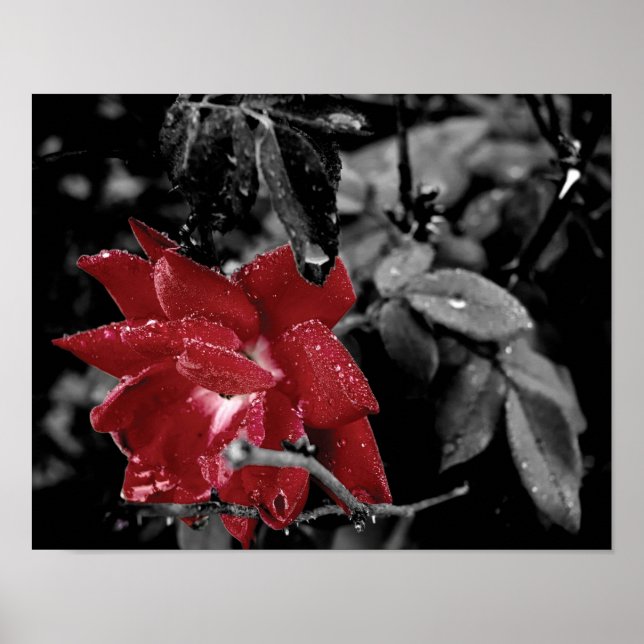 Dew on Red Rose colour splash photo Poster (Front)
