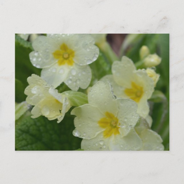 Dew on White and Yellow Primrose Postcard (Front)