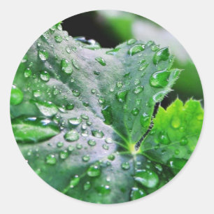 Dew Water Droplets Drops Classic Round Sticker