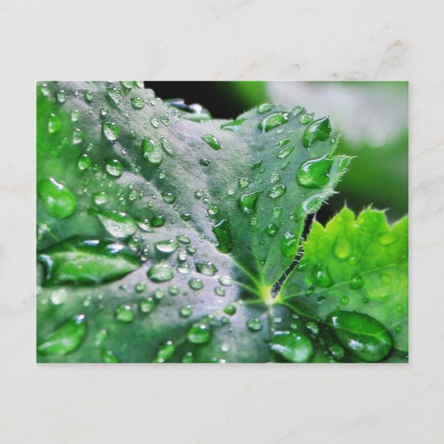 Dew Water Droplets Drops Postcard (Front)