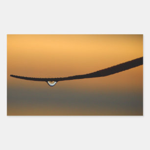 Dewdrop at sunrise sticker