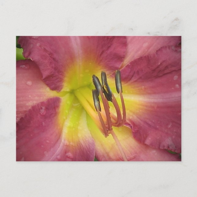 Dewdrop Lily Postcard (Front)