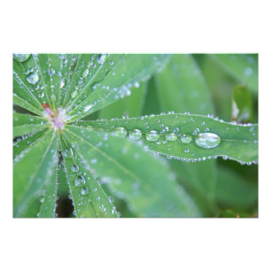 Dewdrop Photo Print