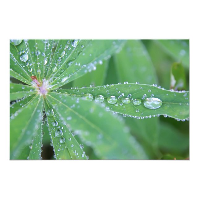 Dewdrop Photo Print (Front)