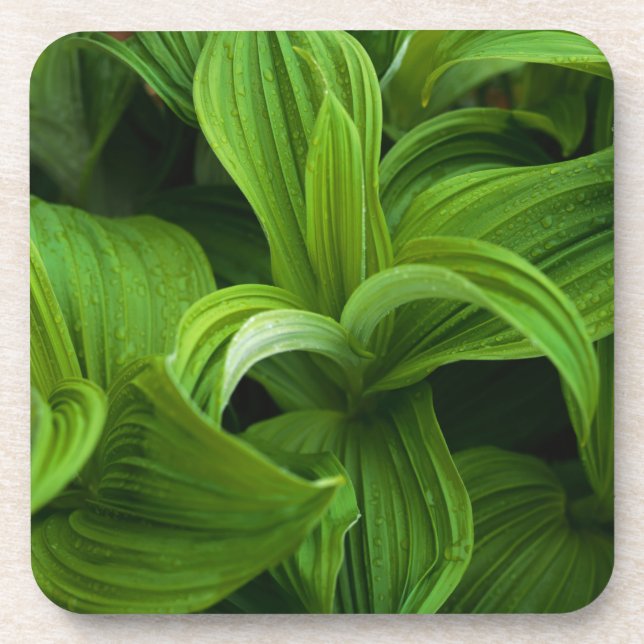 Dewdrops on a False Helabore Coaster (Front)