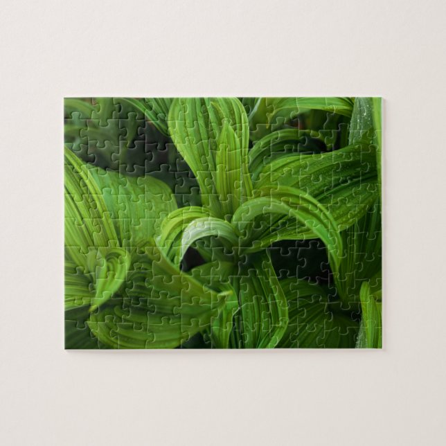 Dewdrops on a False Helabore Jigsaw Puzzle (Horizontal)